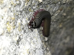 Ommatoiulus lusitanus