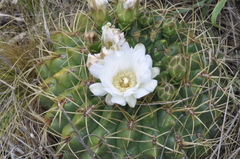 Gymnocalycium monvillei