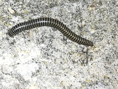 Ommatoiulus lusitanus