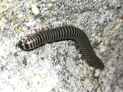 Ommatoiulus lusitanus