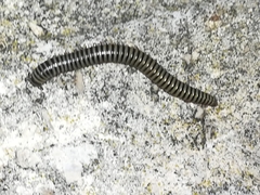 Ommatoiulus lusitanus