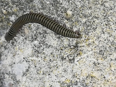 Ommatoiulus lusitanus