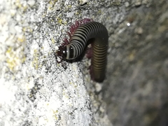 Ommatoiulus lusitanus