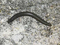 Ommatoiulus lusitanus