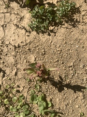Rumex spinosus