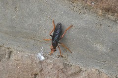 Proagonistes