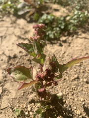 Rumex spinosus