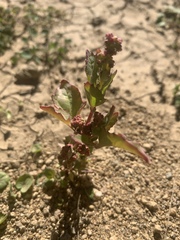 Rumex spinosus