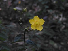 Hypericum × hidcoteense