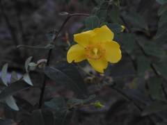 Hypericum × hidcoteense