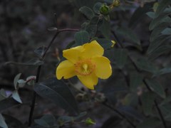 Hypericum × hidcoteense