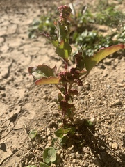 Rumex spinosus