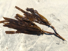 Eisenia arborea