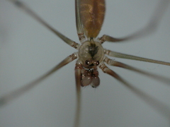 Pholcus alticeps