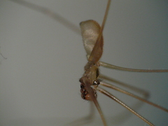 Pholcus alticeps