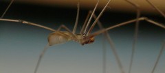 Pholcus alticeps