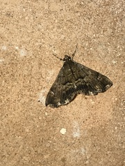 Hymenia