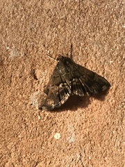 Hymenia