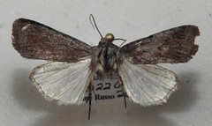 Anicla illapsa