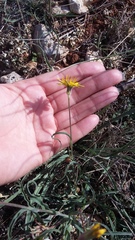 Tragopogon dasyrhynchus