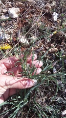 Tragopogon dasyrhynchus