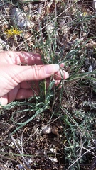 Tragopogon dasyrhynchus