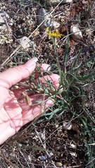 Tragopogon dasyrhynchus