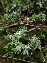 Cladonia ceratophylla