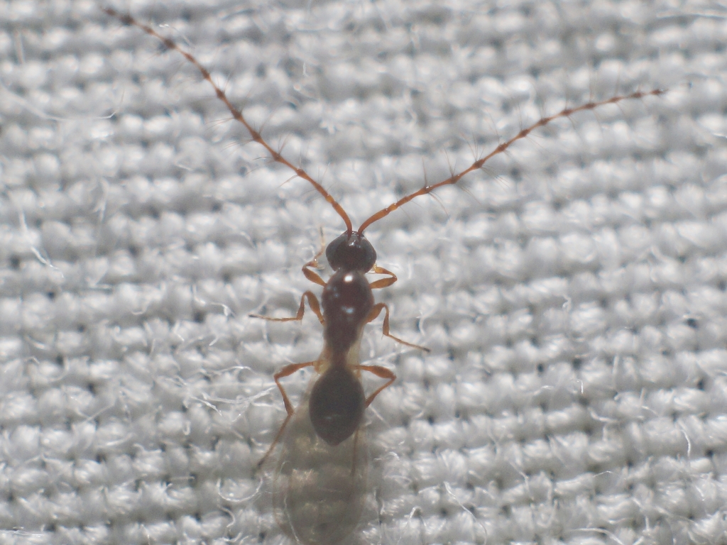Acanthopria