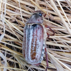 Anoxia australis