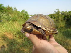 Terrapene carolina mexicana