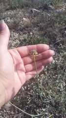 Allium marschalianum