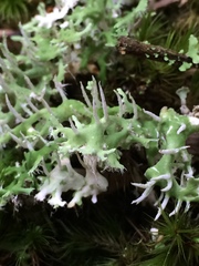 Cladonia ceratophylla
