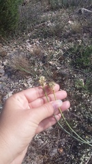 Allium marschalianum