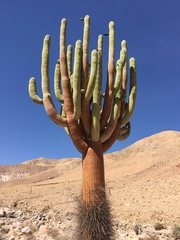 Browningia candelaris