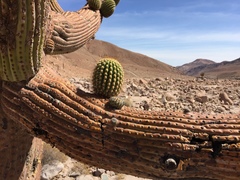 Browningia candelaris
