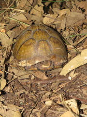 Terrapene carolina mexicana