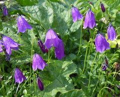 Campanula pulla