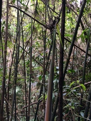 Merostachys