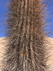 Browningia candelaris