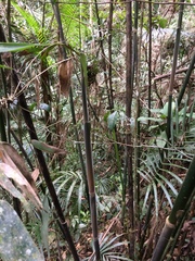 Merostachys