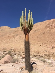 Browningia candelaris