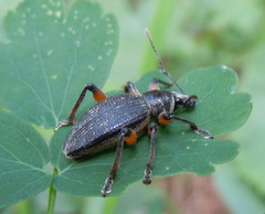 Otiorhynchus sensitivus