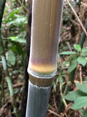 Merostachys