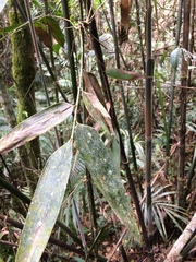 Merostachys