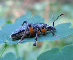 Otiorhynchus sensitivus
