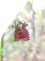 Micrathena ruschii