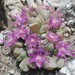 Gibbaeum hartmannianum - Photo (c) Petra Broddle, μερικά δικαιώματα διατηρούνται (CC BY-NC), uploaded by Petra Broddle