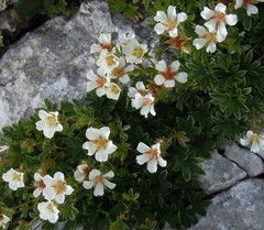 Potentilla clusiana