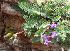 Oxytropis montana